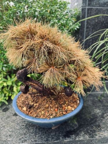 松樹養護 松樹養護