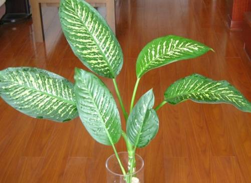 萬年青種植方法 萬年青種植方法