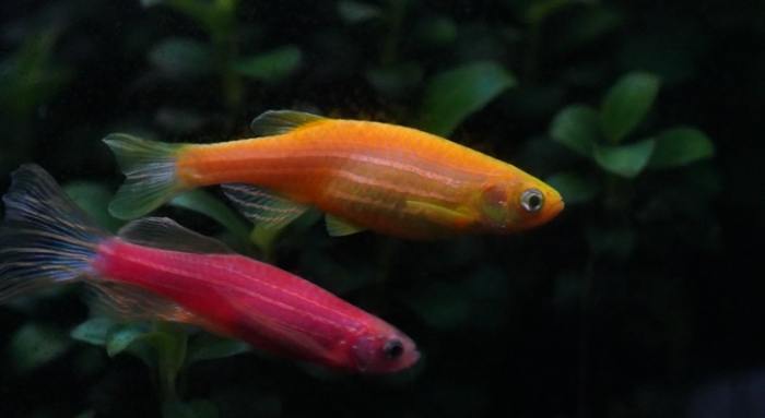 螢光魚繁殖 螢光魚繁殖