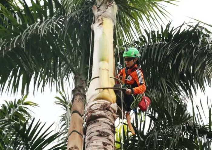椰子樹修剪方法 椰子樹修剪方法