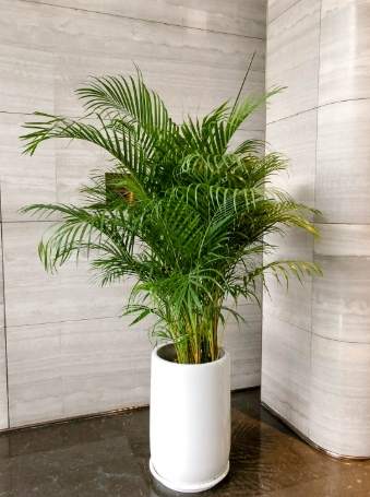 黃椰子盆栽選購 黃椰子盆栽選購