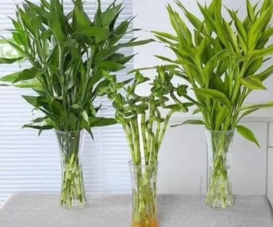 水養竹風水 水養竹風水