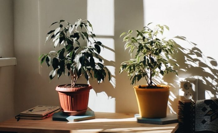 植物不換盆 植物不換盆