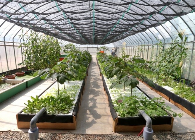 魚菜共生植物種類 魚菜共生植物種類