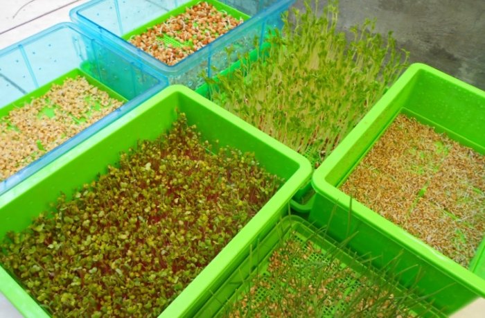 種子發芽時間表 種子發芽時間表