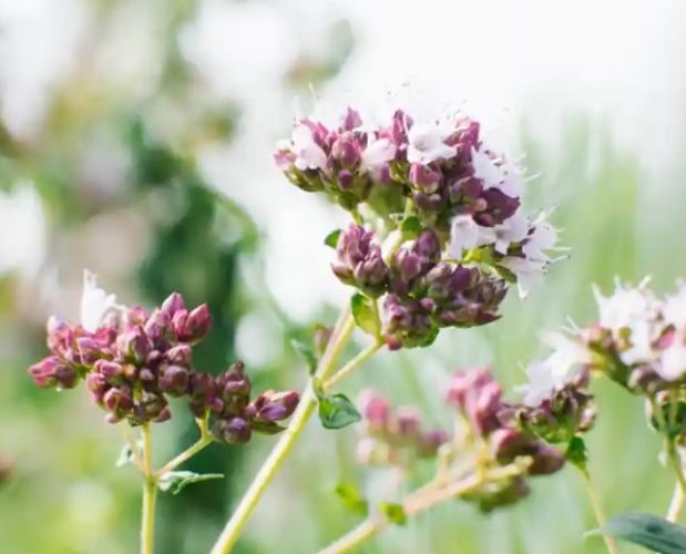 白蘭花精油功效 白蘭花精油功效