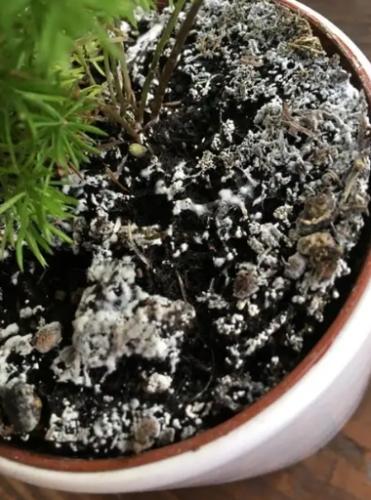 植物土壤發霉 植物土壤發霉