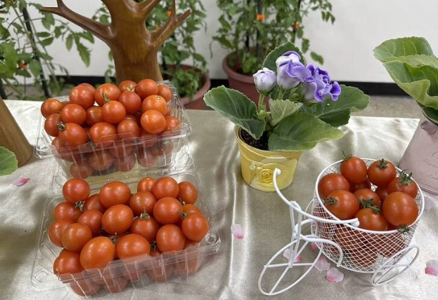 番茄幾天澆一次水