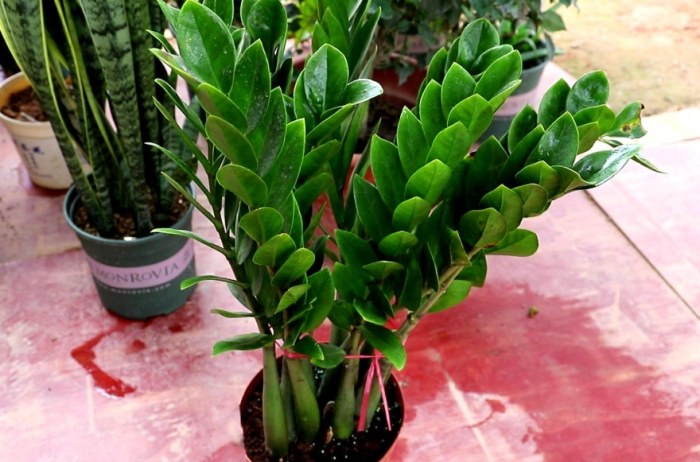 金錢樹種植方法 金錢樹種植方法