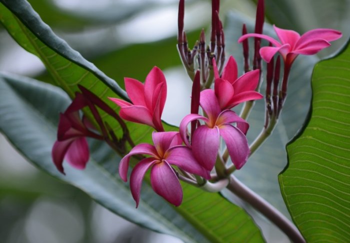 雞蛋花樹幹空心原因