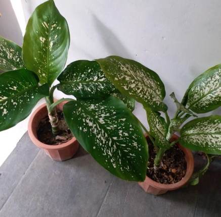 萬年青水種 萬年青水種