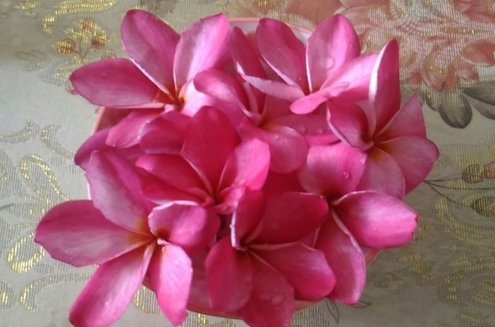 雞蛋花銹病 雞蛋花銹病