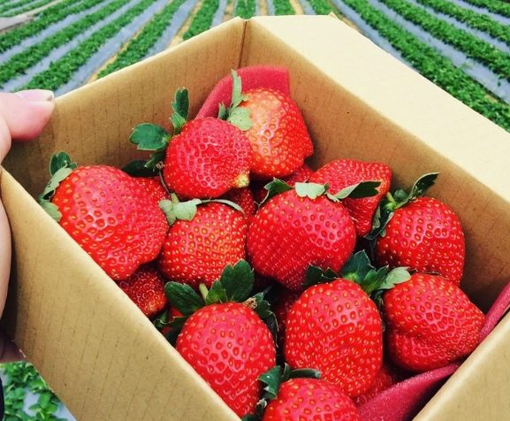 草莓農場推薦 草莓農場推薦