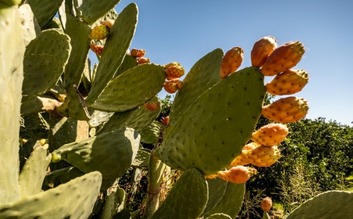 仙人掌養護技巧