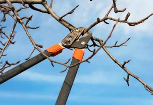 樹木修剪技巧 樹木修剪技巧