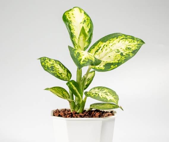 斑馬萬年青養護