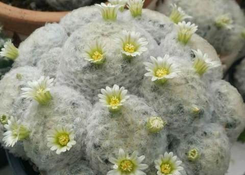 白星仙人掌常見問題 白星仙人掌常見問題