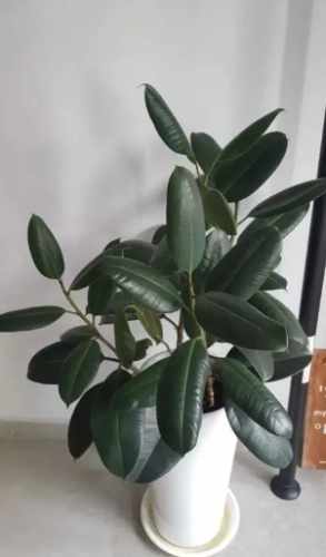 橡皮樹照顧方法 橡皮樹照顧方法