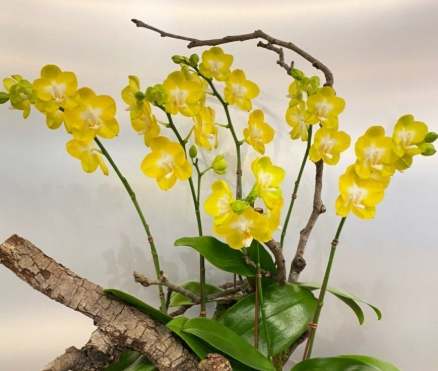 蘭花照顧方法 蘭花照顧方法