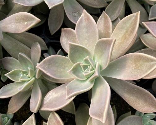 石蓮花養護 石蓮花養護