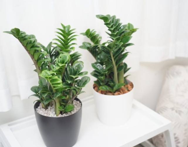 金璽美鐵芋養護