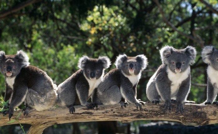 澳洲旅遊攻略 澳洲旅遊攻略