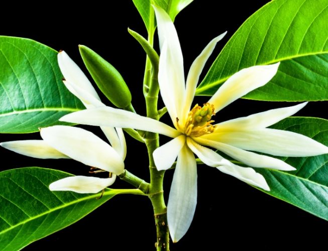 白玉蘭葉精油調配比例 白玉蘭葉精油調配比例