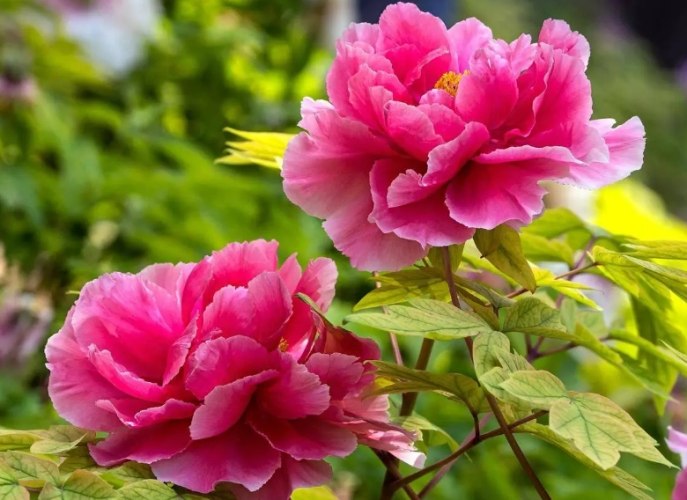 葉牡丹種植方法