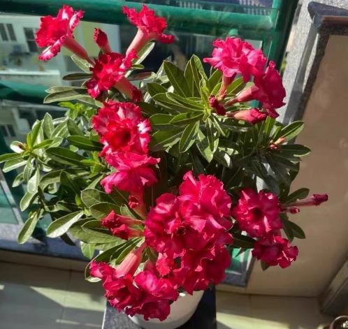 沙漠玫瑰養護 沙漠玫瑰養護