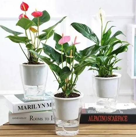 懒人花盆使用限制 懒人花盆使用限制