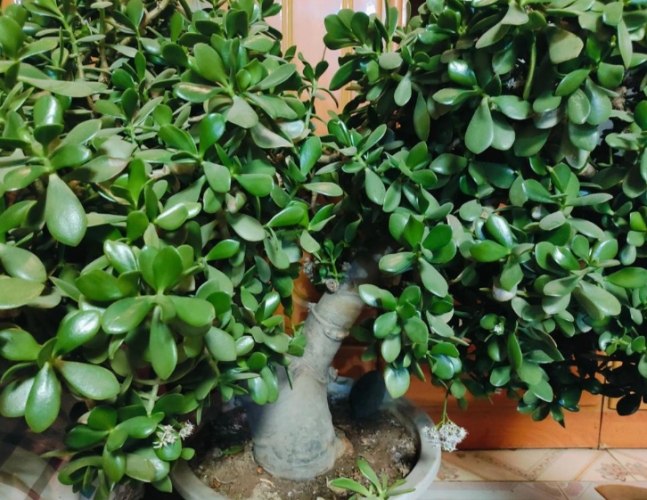 金錢樹養護 金錢樹養護