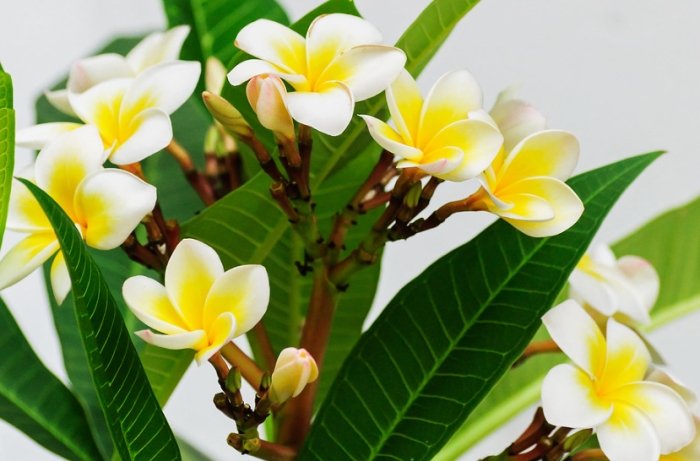 雞蛋花葉子變黃 雞蛋花葉子變黃