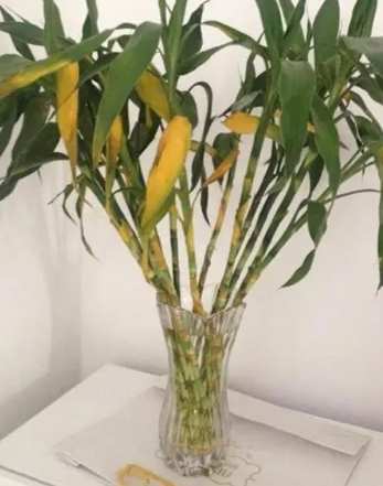 富貴竹黃葉處理