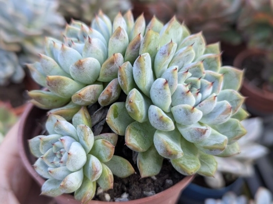 多肉植物品種介紹