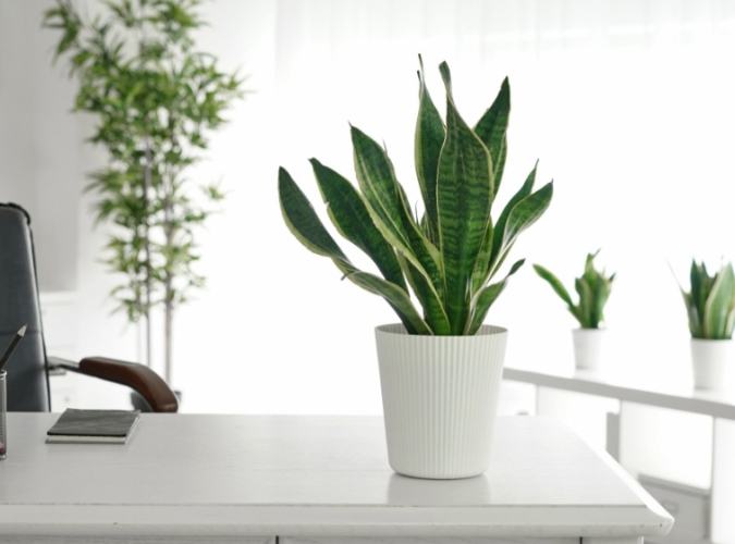 桌上植物養護 桌上植物養護