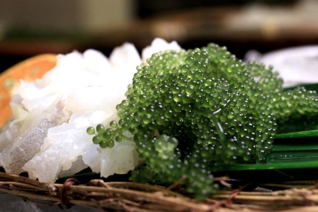 海葡萄光照需求 海葡萄光照需求