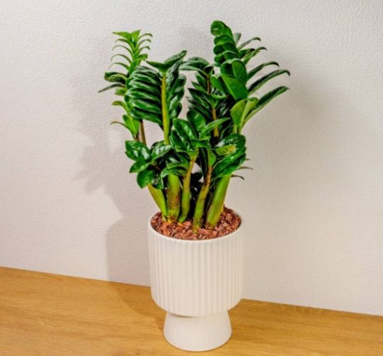 金璽植物病害防治