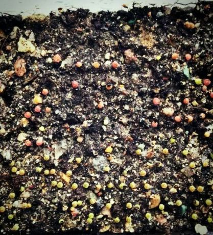 種子 發霉 還能 種嗎