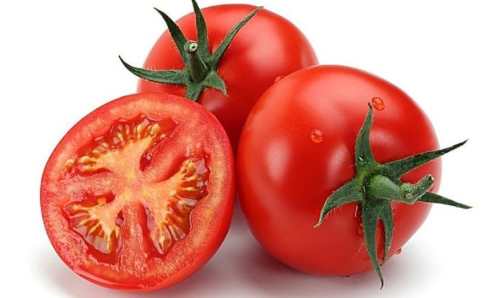 番茄發芽條件 番茄發芽條件