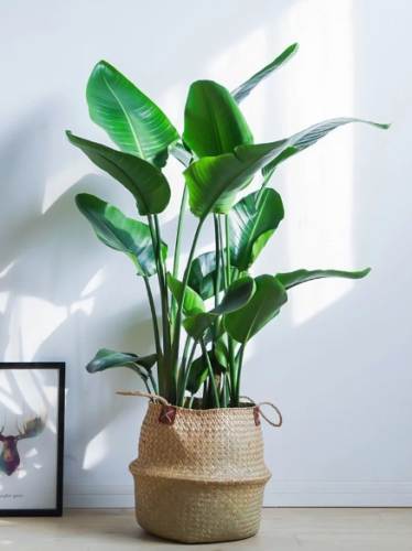 天堂鳥水養方法 天堂鳥水養方法