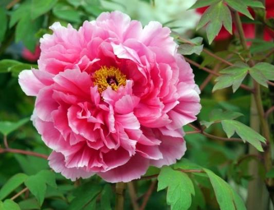 葉牡丹養護技巧