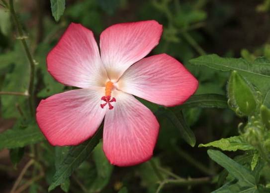 五瓣花寓意 五瓣花寓意