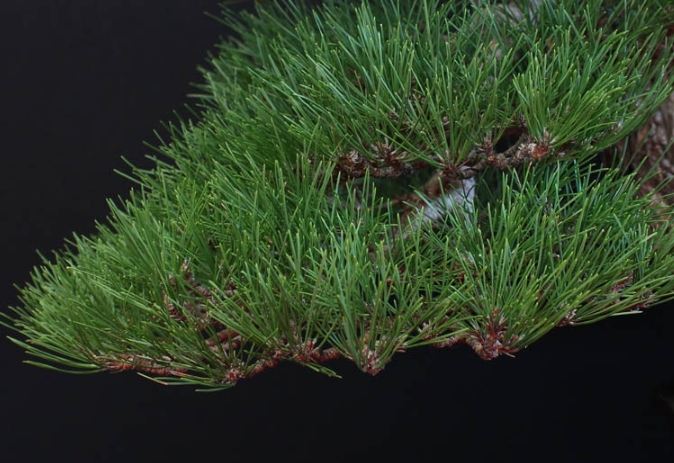 松樹如何照顧 松樹如何照顧