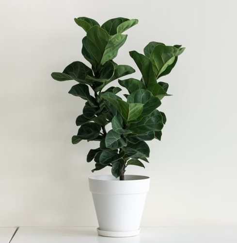 室內植物生長 室內植物生長