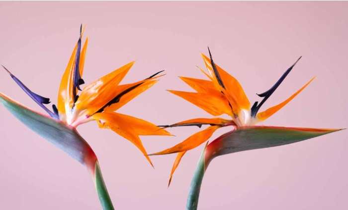 天堂鳥土壤配方 天堂鳥土壤配方