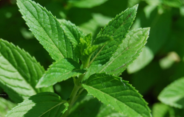 薄荷需要陽光嗎