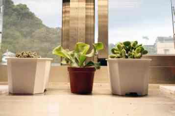 植物生長燈 植物生長燈