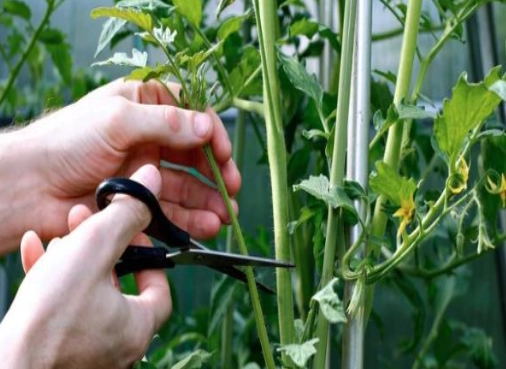 番茄修剪
