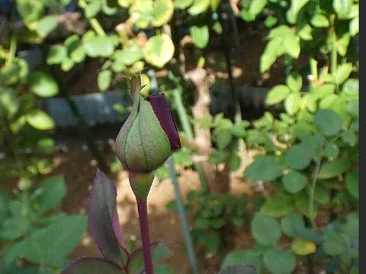 桔梗果實功效 桔梗果實功效