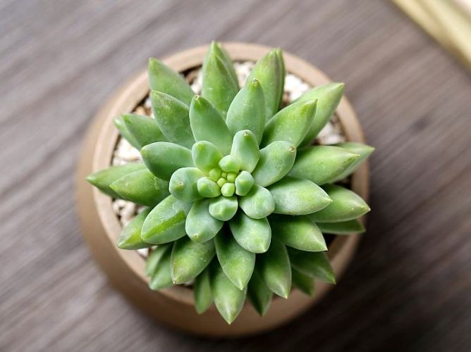 多肉盆栽DIY